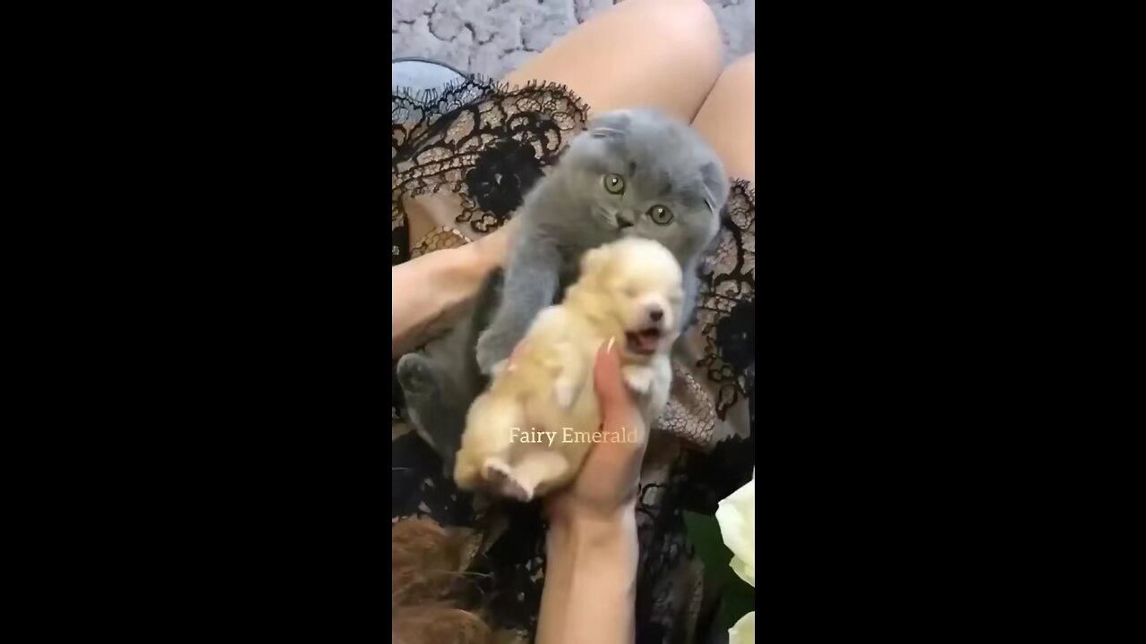 Cat and puppy love