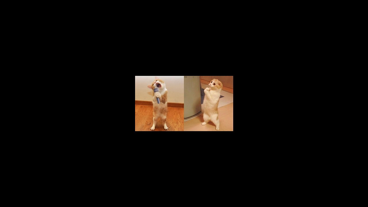 Best funny animals videos|Funny videosš¤£