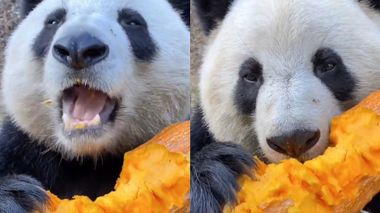 Giant Panda: This big pumpkin is so delicious!