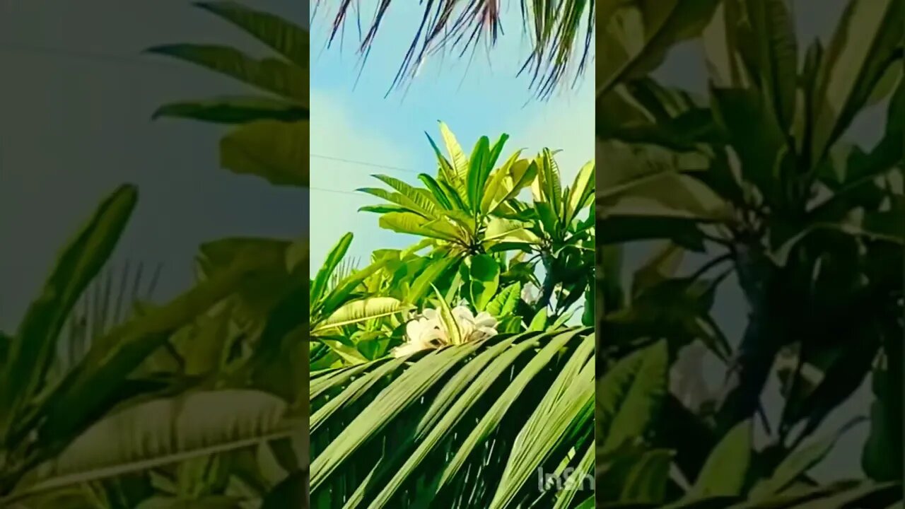 summer view #summerwritingsanctuary #memoir #foundpoem #spokenword #frangipani #tropicalvibes