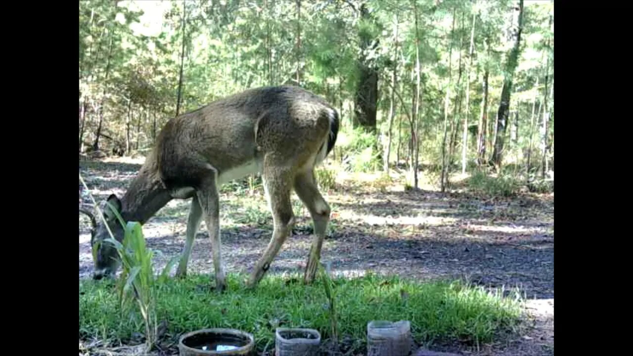 Southeast Texas Backyard Wildlife Garden 91