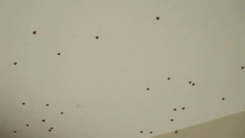 2022-05-02 - LADY BUG INVASION-2