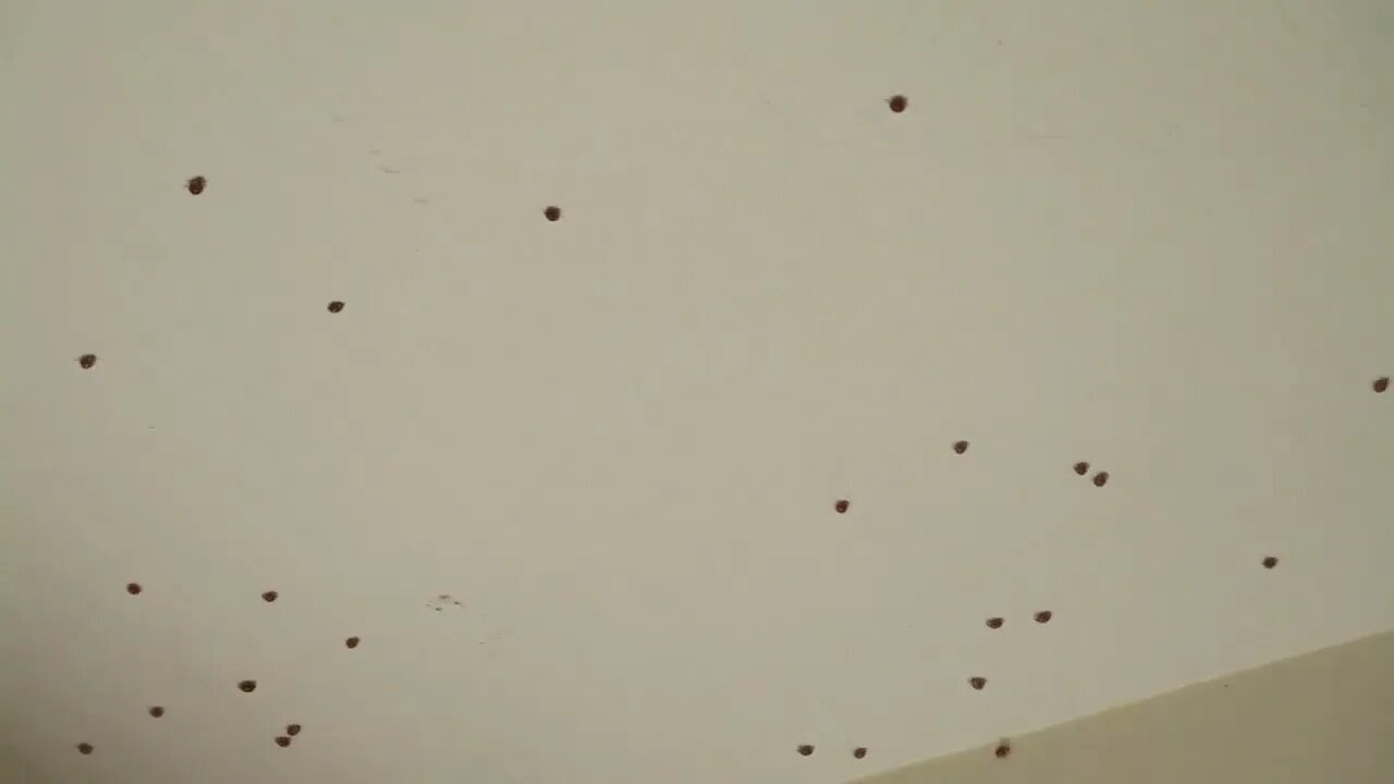 2022-05-02 - LADY BUG INVASION-2