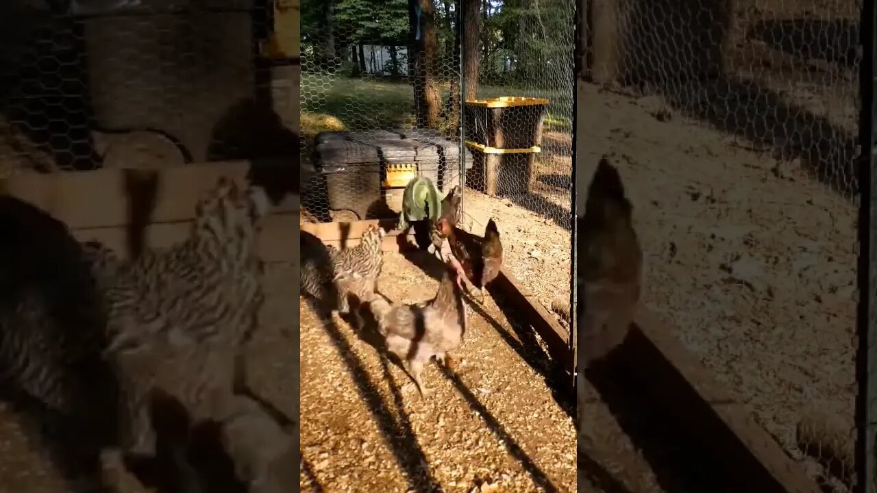 Chickens picking at cabbage (in time lapse). #chickens #cabbage