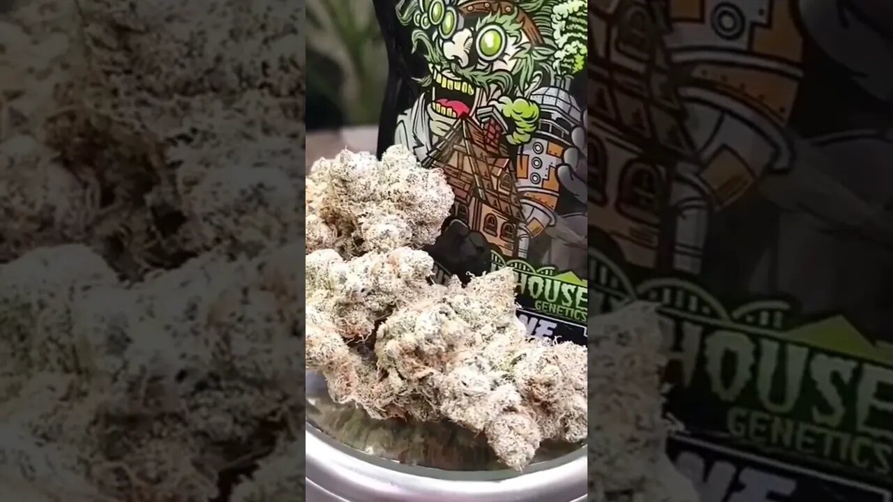 Slurricane Pheno 3 Strain review video.Too bad I already finished the jar haha #shorts #420 #plants