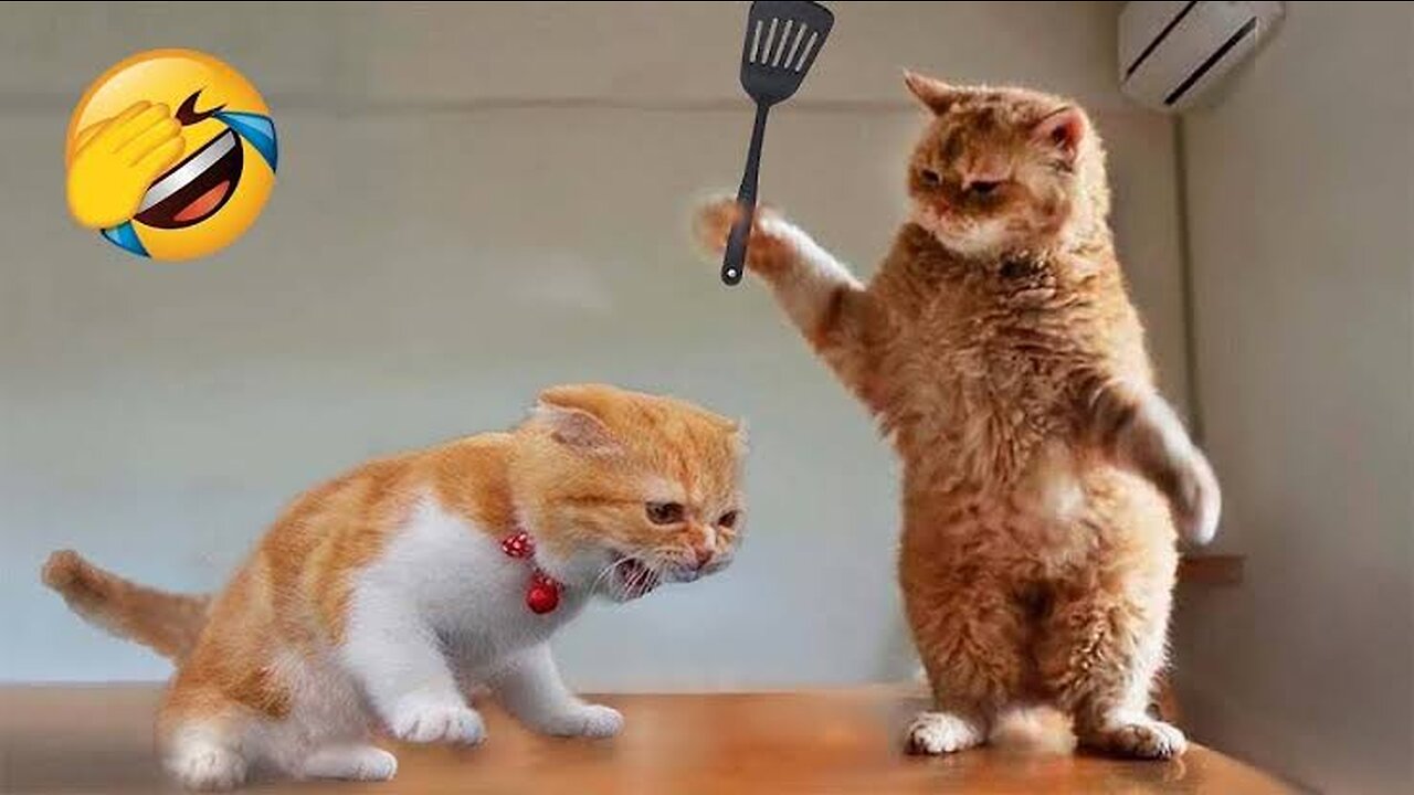 New Funny Animals π Funniest Cats and Dogs Videos πΊπΆ