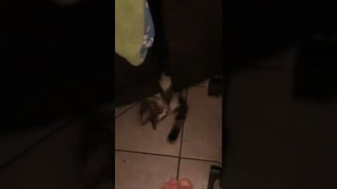 Cat attacking my feet while biking