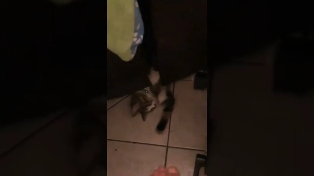 Cat attacking my feet while biking