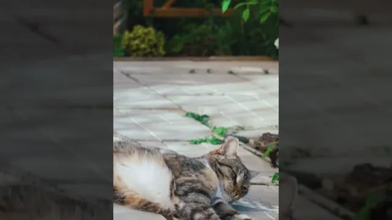KUCING LUCU #PART 5