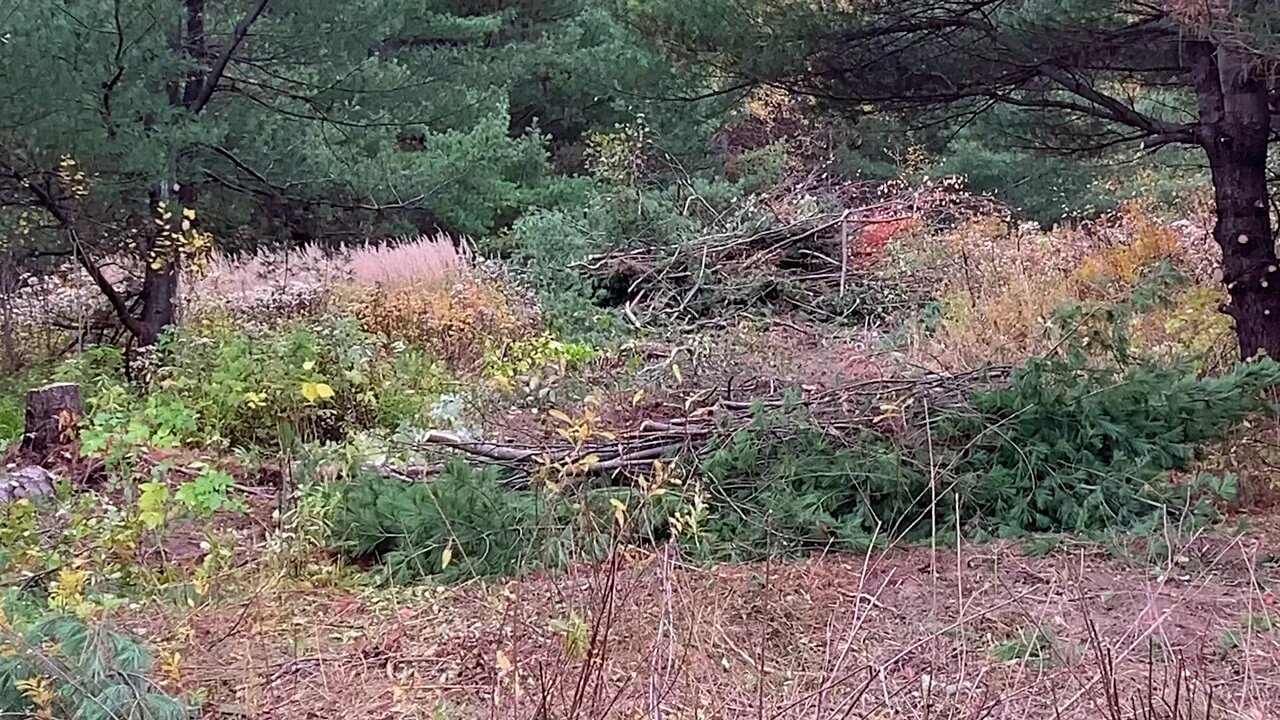 Episode 5 - Clearing Land