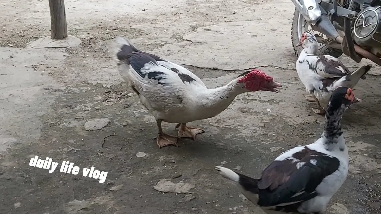 swan duck want to eat rice | daily life vlog