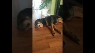 Gorgeous Sleeping😍💖💛💜 Rottweiler#Shorts #rottweiler