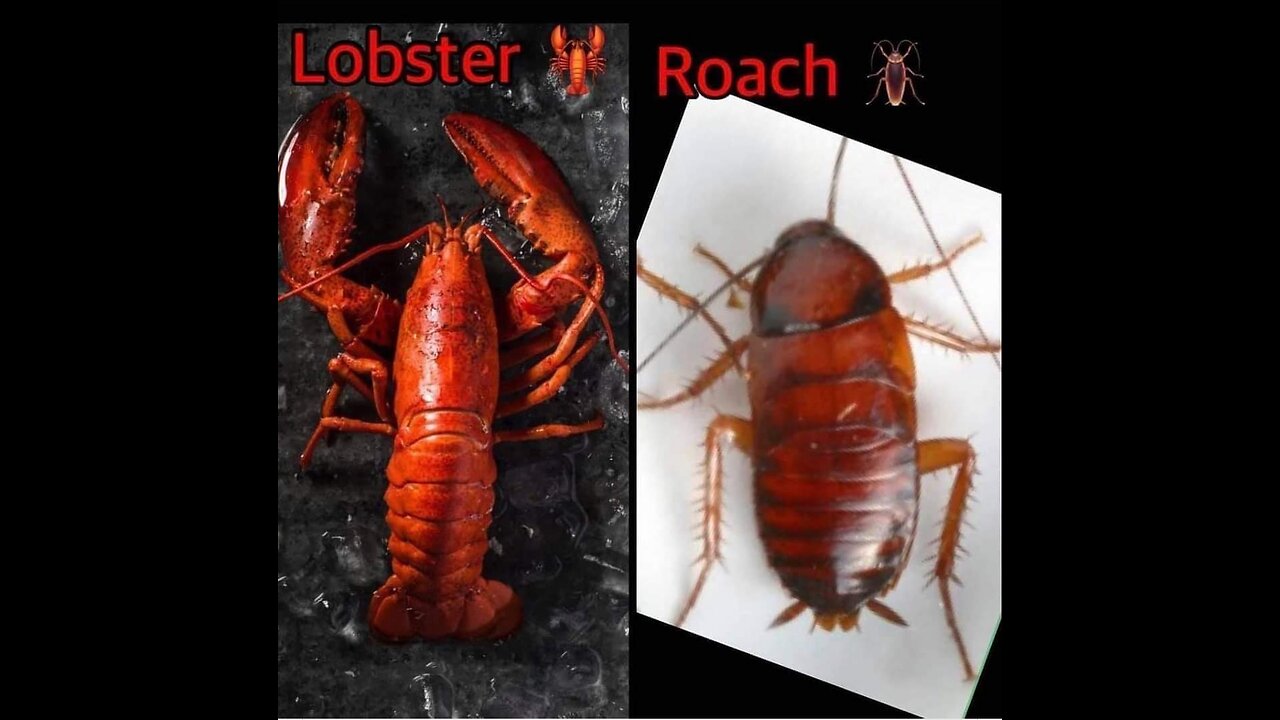 LOBSTER TALES AND AMERICA FALL