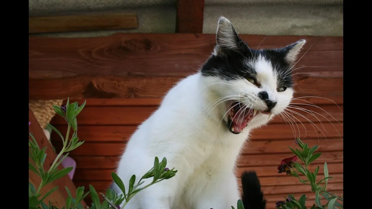 Funny cat meowing angry | very loudly | Scary | Funny cute pets lovers