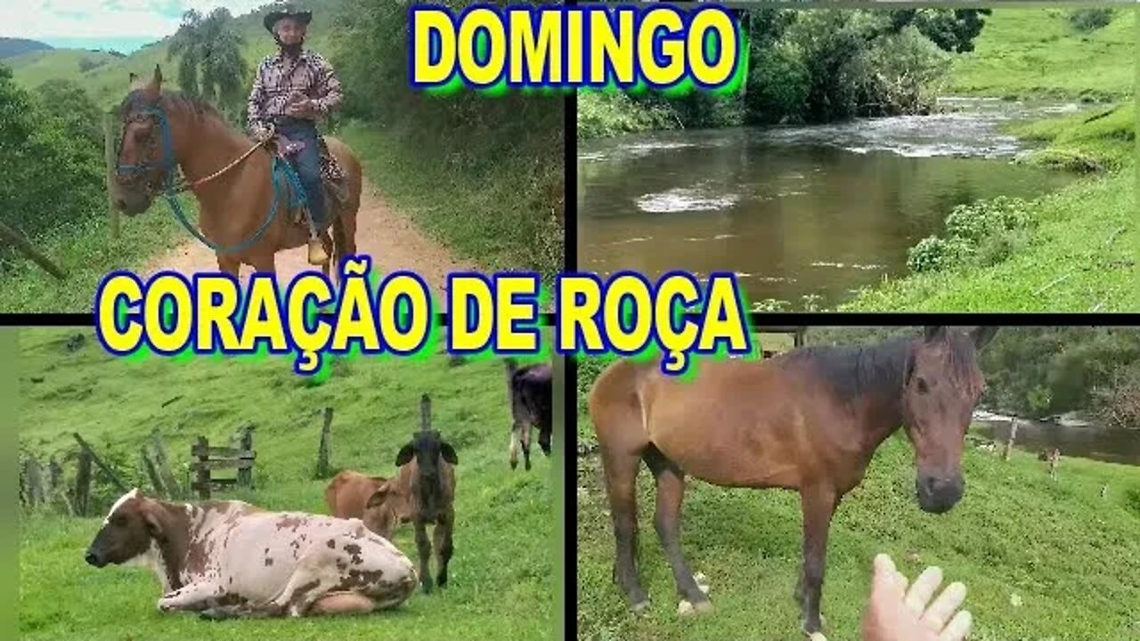 CORAÇÃO DE ROÇA MOENDO CANA PRO CAFÉ DE GARAPA.