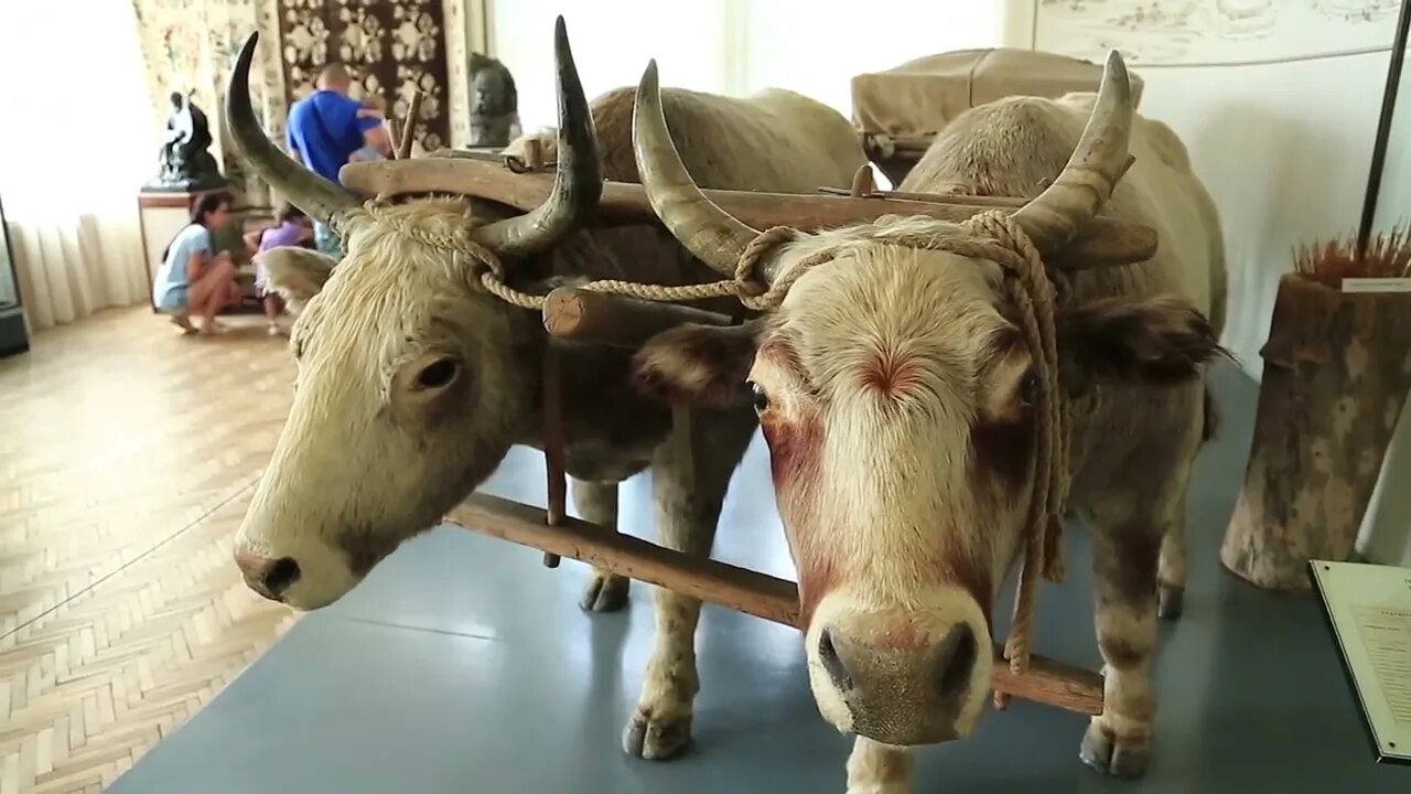 Bullocks and people inside museum of regional studies or local history museum of Poltava, one of old