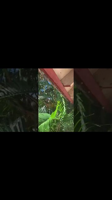 Homicidal Hawaiian Bees #hawaii #jesusislord