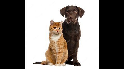 Cat & dog