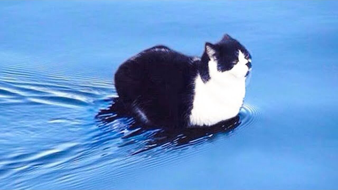 It's To LAUGH When Watching This Video Of The FUNNIEST CATS On Earth - Funny Cats Life