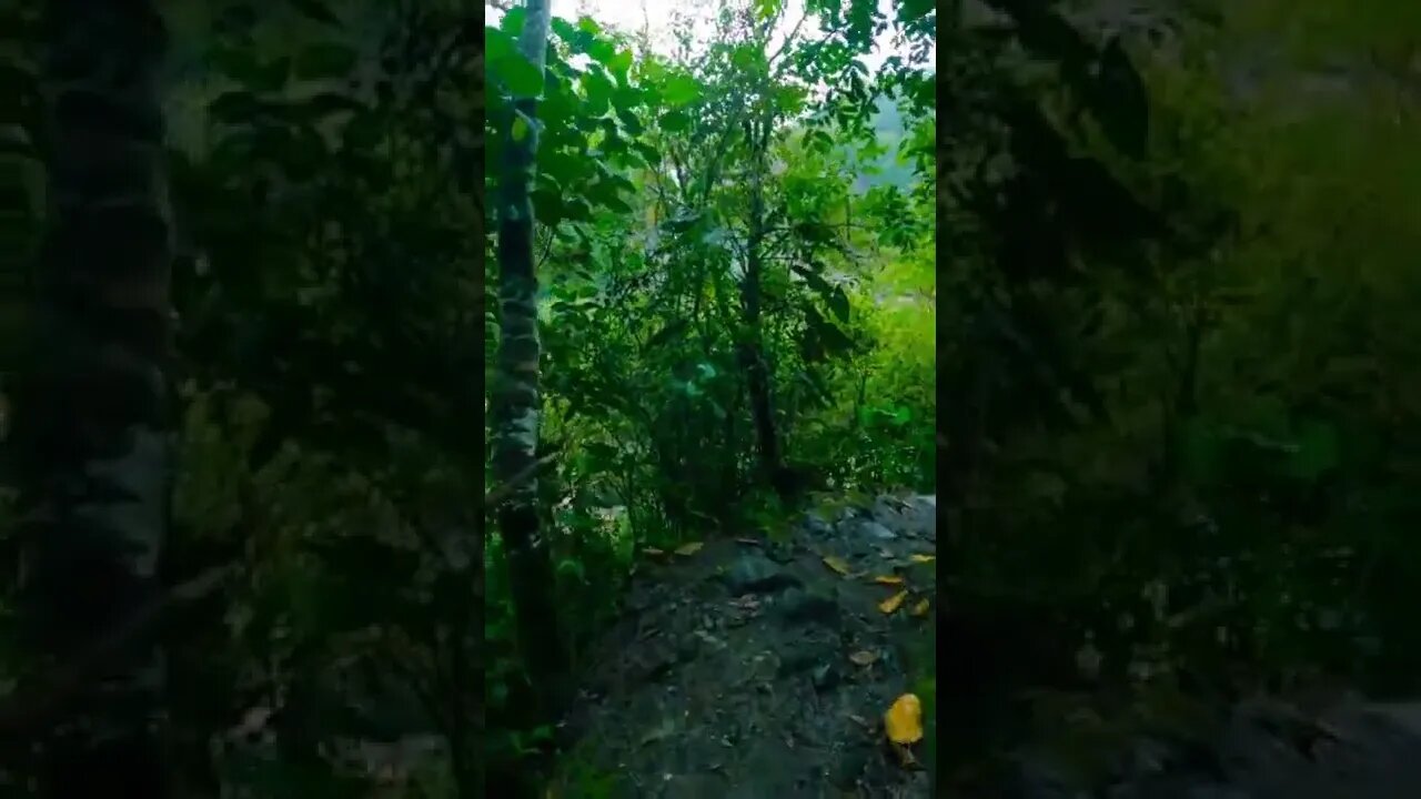 nature#forest#wild#shorts