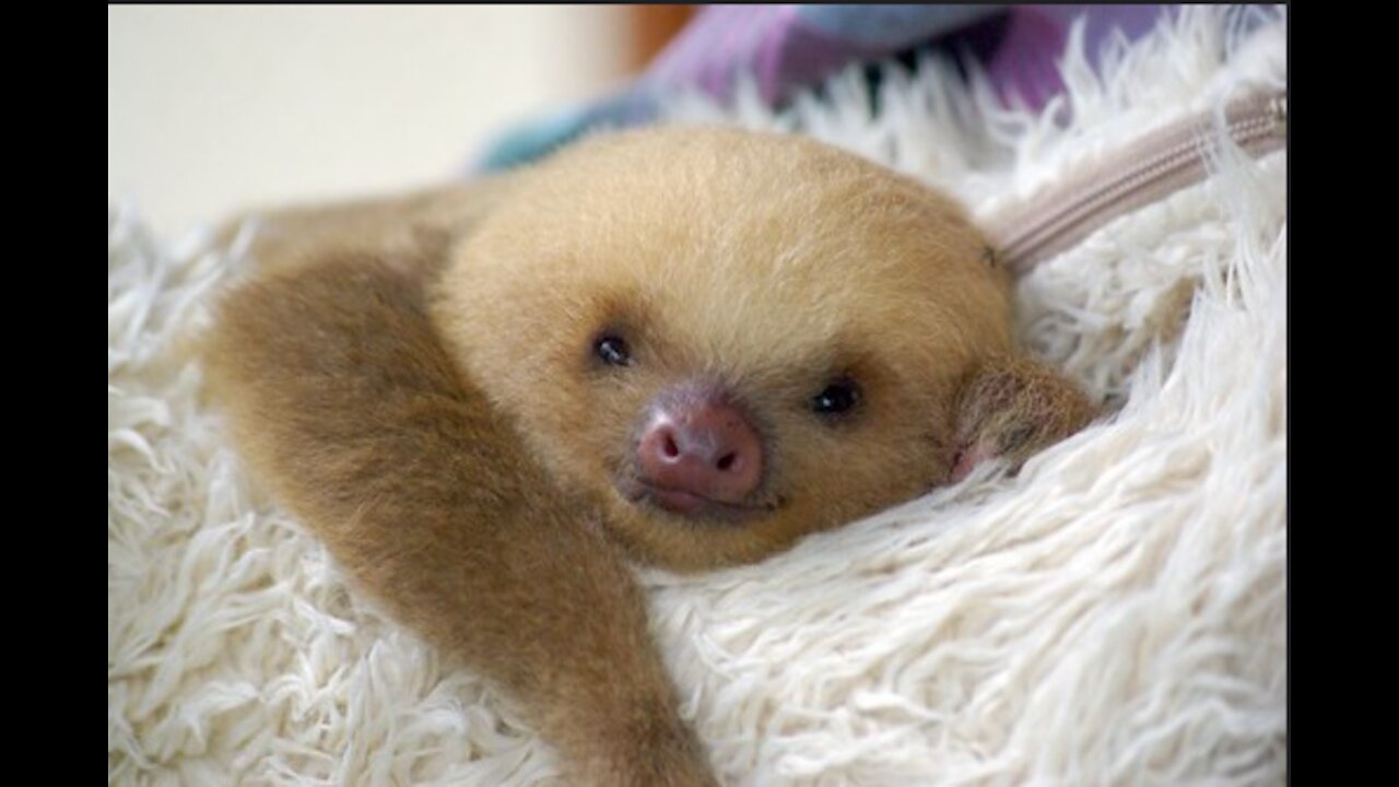 Baby sloths being sloths - CUTEST compilation you're going to see today