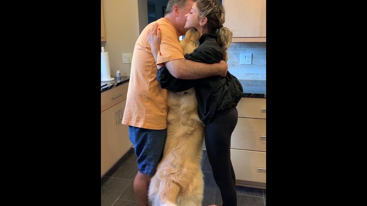 Super jealous Golden Retriever needs to be part of all hugs