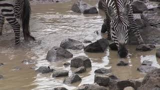 Zebras Drinking