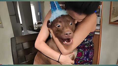 Animals Doing Funny Things 🤣 Funniest Animal Videos