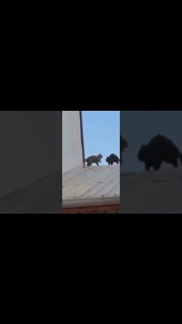 Breaking News (War-Related) #shorts #tiktok #reels