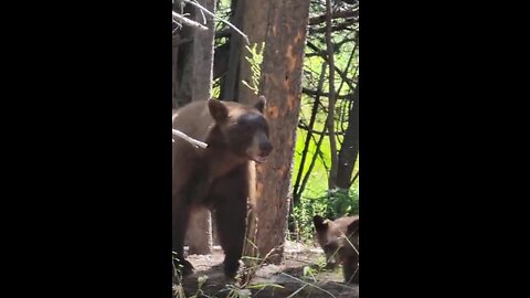 Charged By A Momma Bear