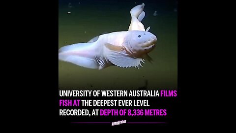 Biologists Discover New Species of Fish at Bottom of Ocean