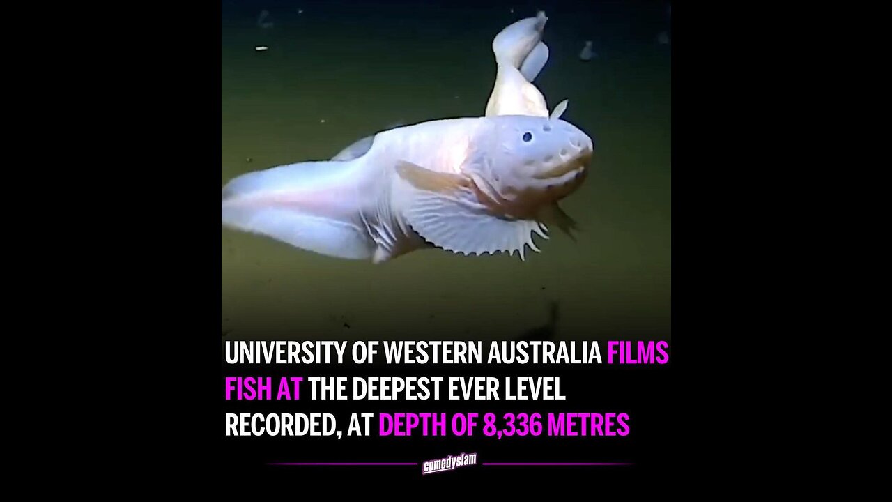 Biologists Discover New Species of Fish at Bottom of Ocean