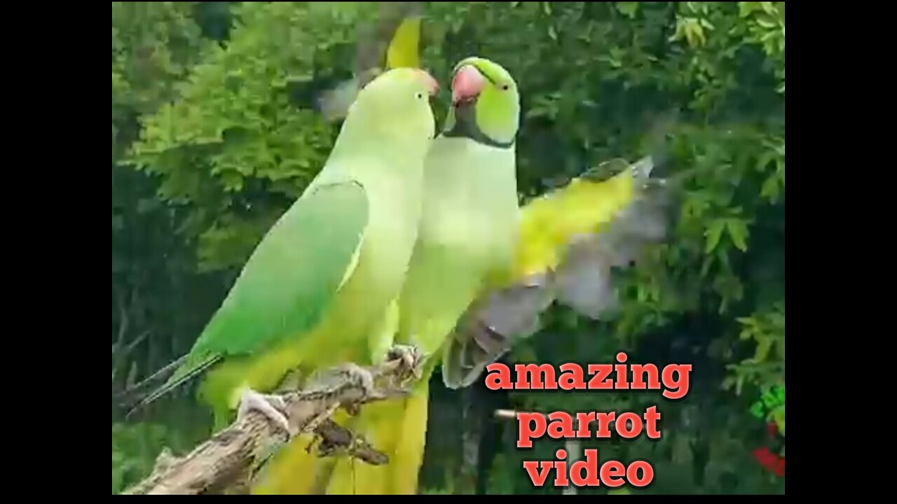 Ring neck ring neck parrot amazing video