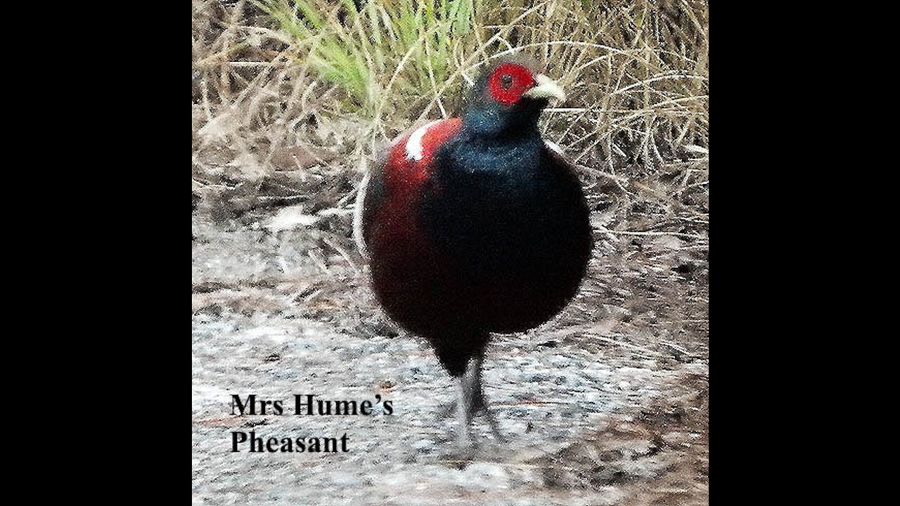 Mrs Hume's Pheasant bird video