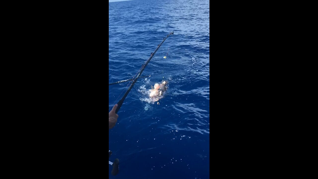 Big grouper coming up from the deep water!