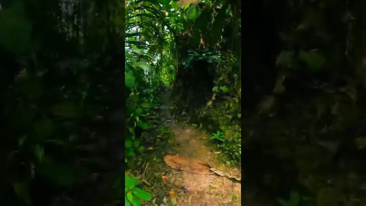 nature#trail#forest#jungle#shorts
