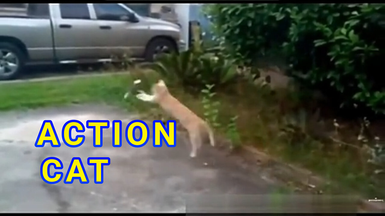 Action cat