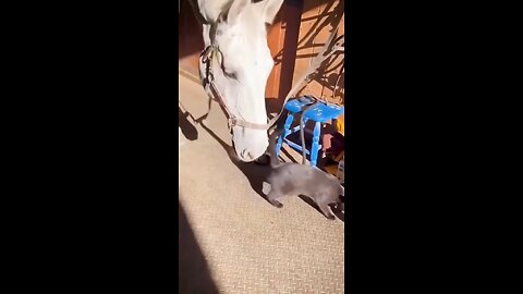 horse trolling a cat