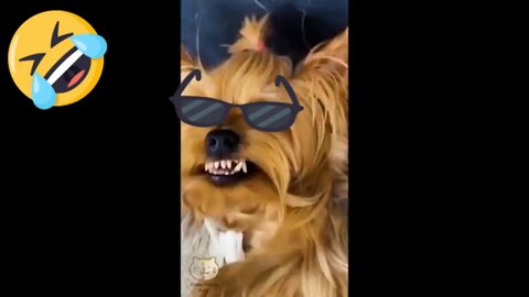 Best Funniest Pet Videos - Best Funny Animal Videos Compilation! #10
