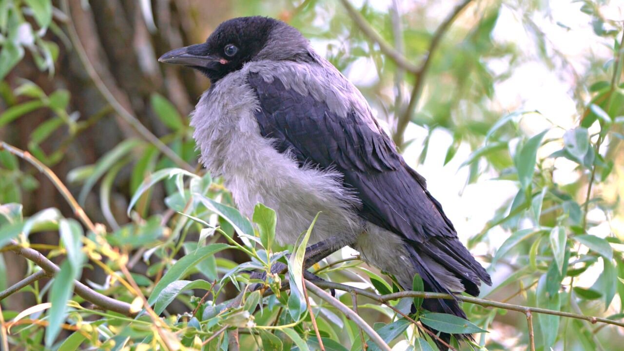 Little Hooded Crow Fledgling Observing the World from Above