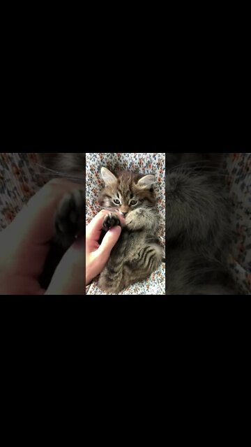 Animais engraçados 2021 - Cães e gatos fofos fazendo coisas engraçadas #shorts