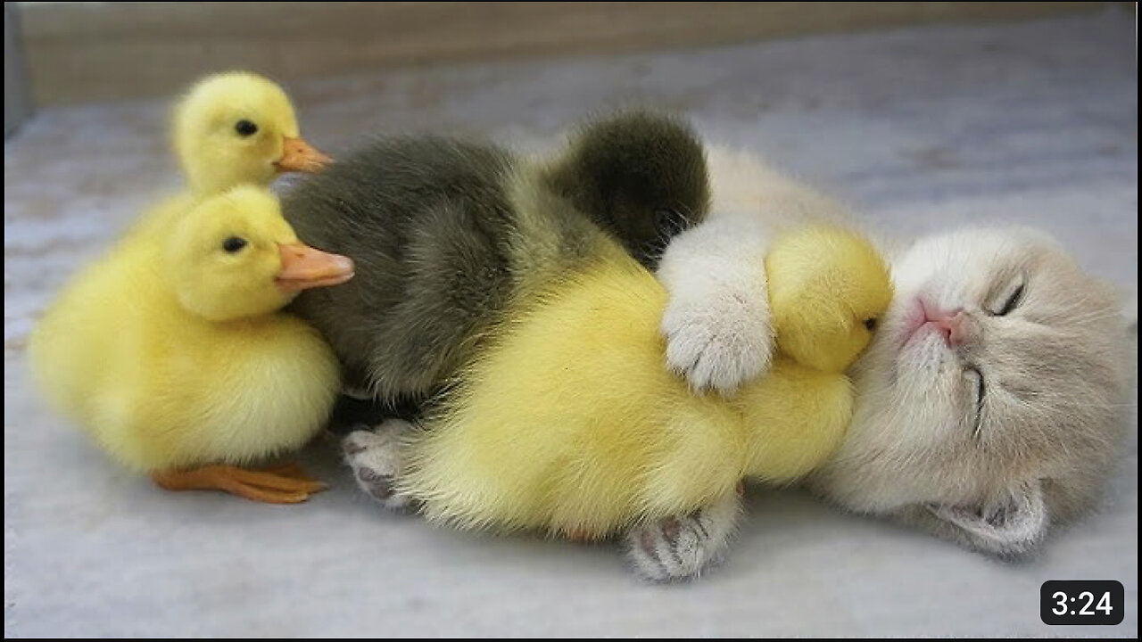 Kitten Mio and ducklings sleep sweetly together while mom cat is talking and feeding with others