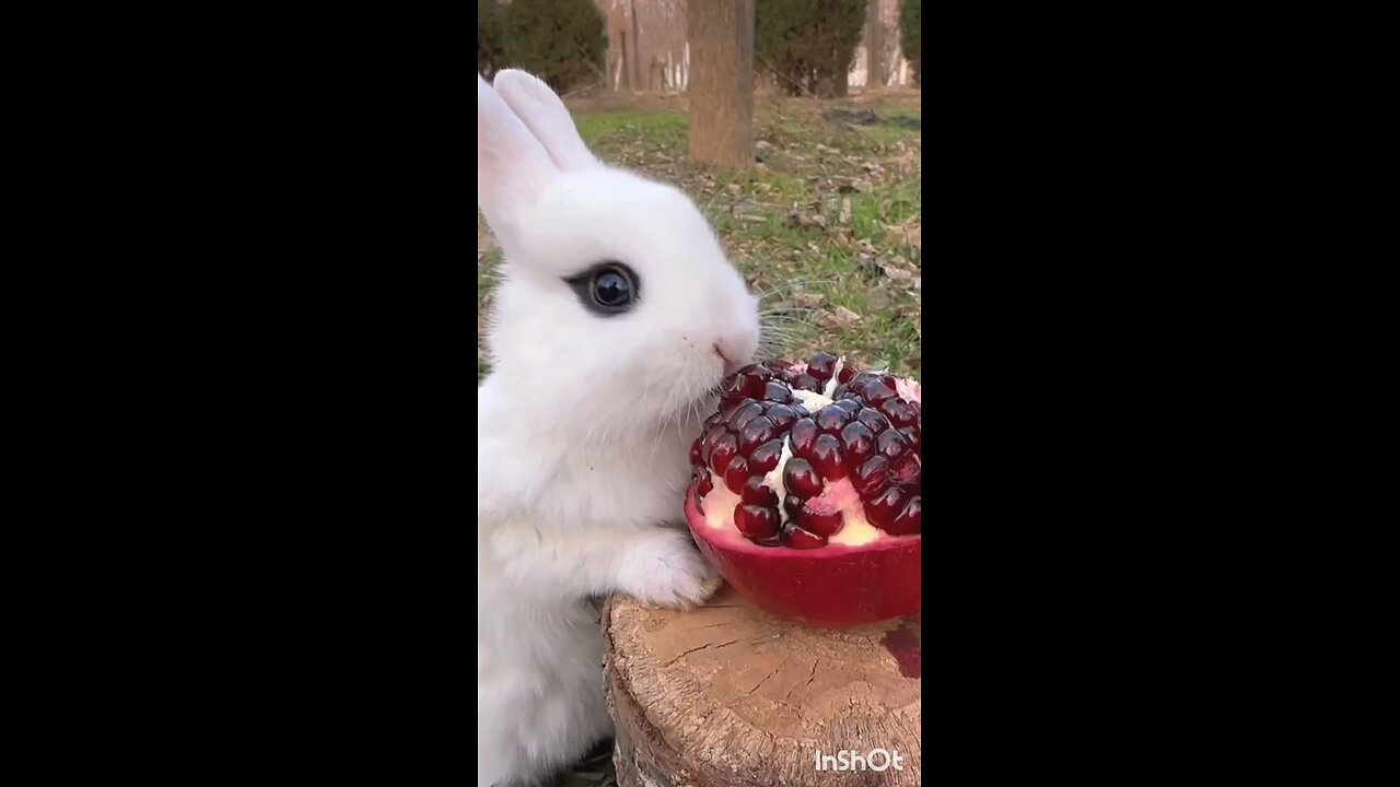 Rabbit eating pomegranate
