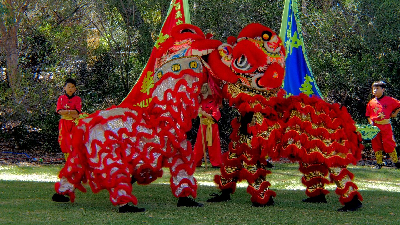 Lion Dance Drumming Talents Chung Wah Indian Harmony Festival Australia