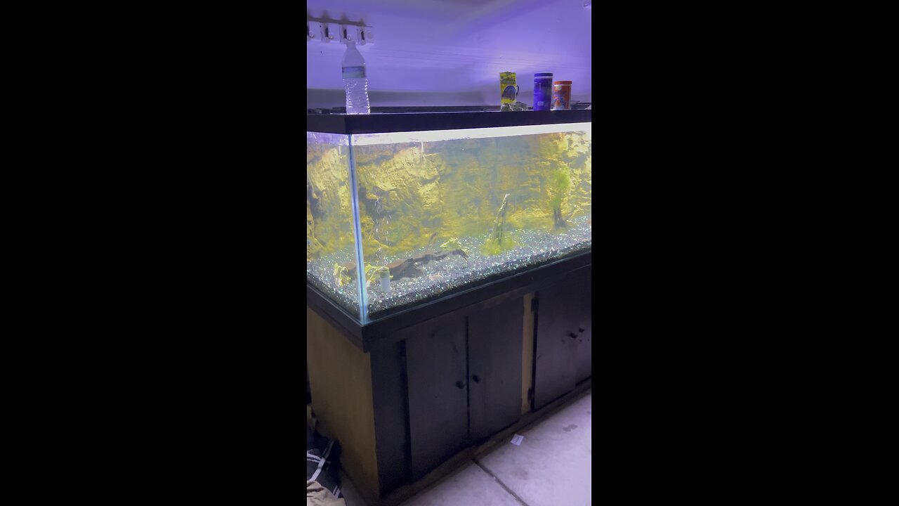 Big Fish Tank #fishtank #fishingislife #aquariumtank #aquariumhobby #aquarium