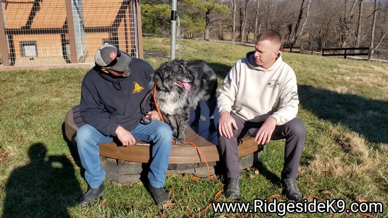 Aggressive Australian Shepherd, learning a new way.