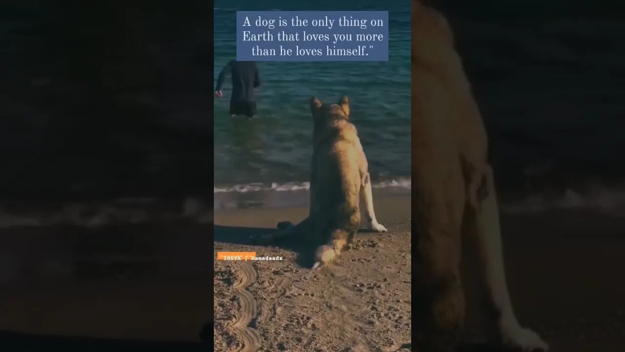 #dogs #are #more #loyal #honest #then #human #trending