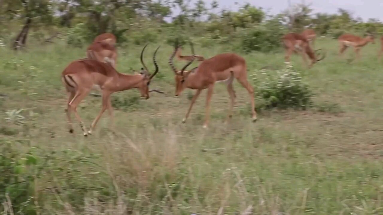 Impala Rams Fighting Animal Videos