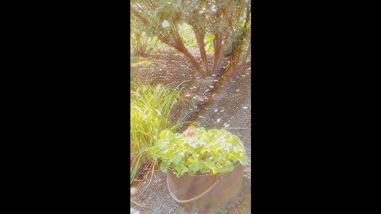 ASMR|N A T U R E 🌿|