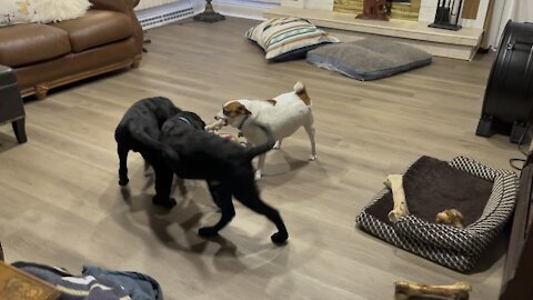 3 way Doggy tug of war